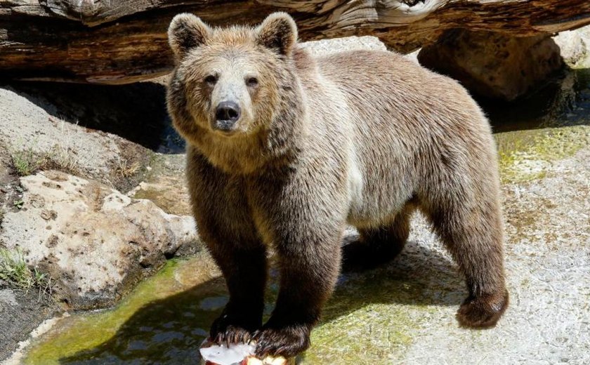 Urso pardo é abatido na Itália após seguir casal em parque florestal, mas ativistas criticam decisão