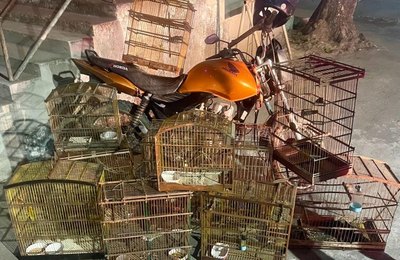 Batalhão Ambiental apreende arma, recupera moto roubada e resgata animais silvestres