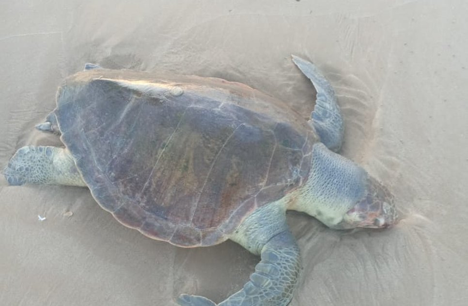 Tartaruga marinha é encontrada morta na Grande Aracaju