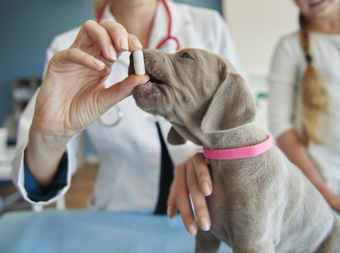 Zoonoses: o que é mito e o que é verdade sobre transmissão, riscos e prevenção