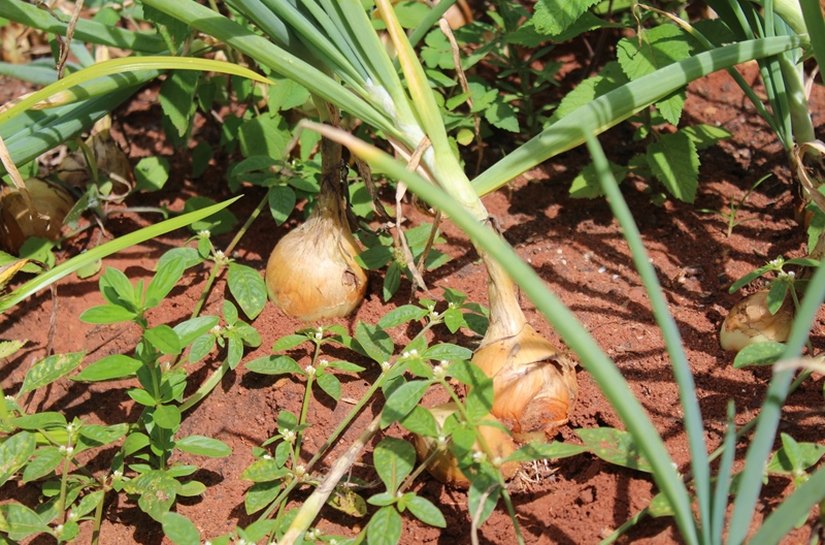 Agroecologia gera renda para comunidades quilombolas de Arapiraca