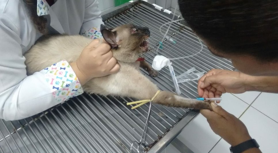 gato sofre maus tratos