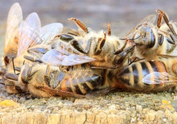 Ibama proíbe pulverização aérea de agrotóxico letal a abelhas