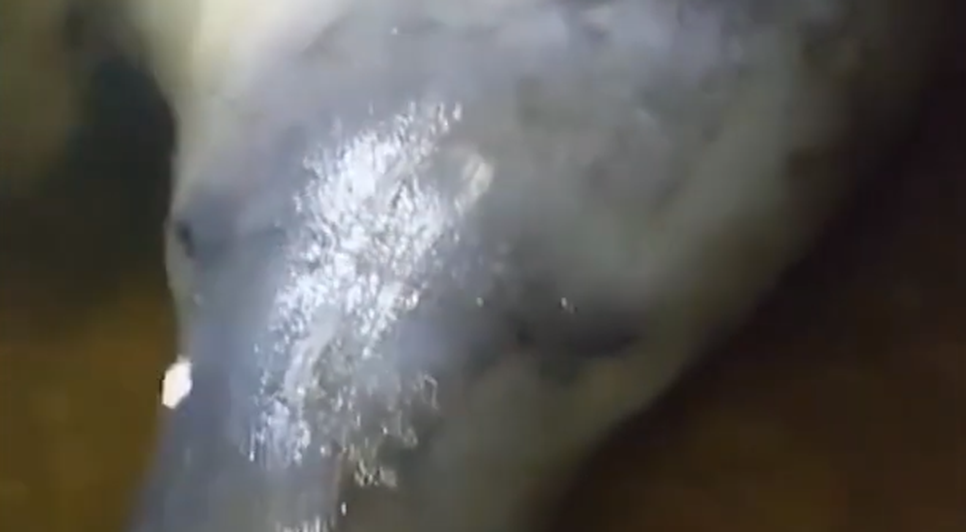 Peixe-boi-marinho é encontrado por moradores no Litoral Sul de Sergipe; VÍDEO