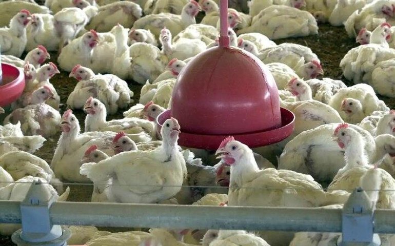 Com embargo superado, Brasil projeta alta nas exportações de frango em 2025