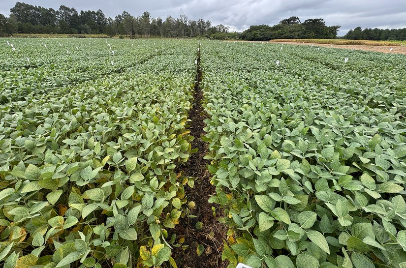 UPL Brasil reforça liderança em fungicidas multissítios com lançamento de Unizeb Flow