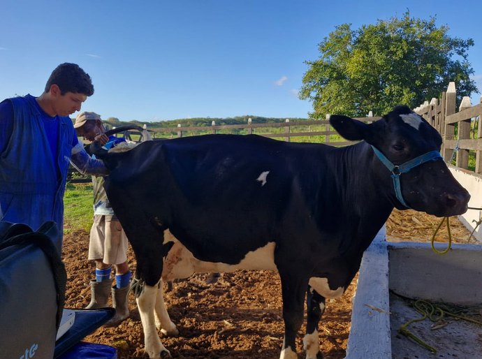 Sucesso da fertilização in vitro eleva em 63% adesão de produtores familiares em Porto Real do Colégio