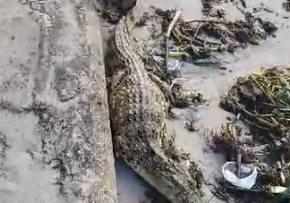 Jacaré assusta banhistas na praia de Ponta Verde