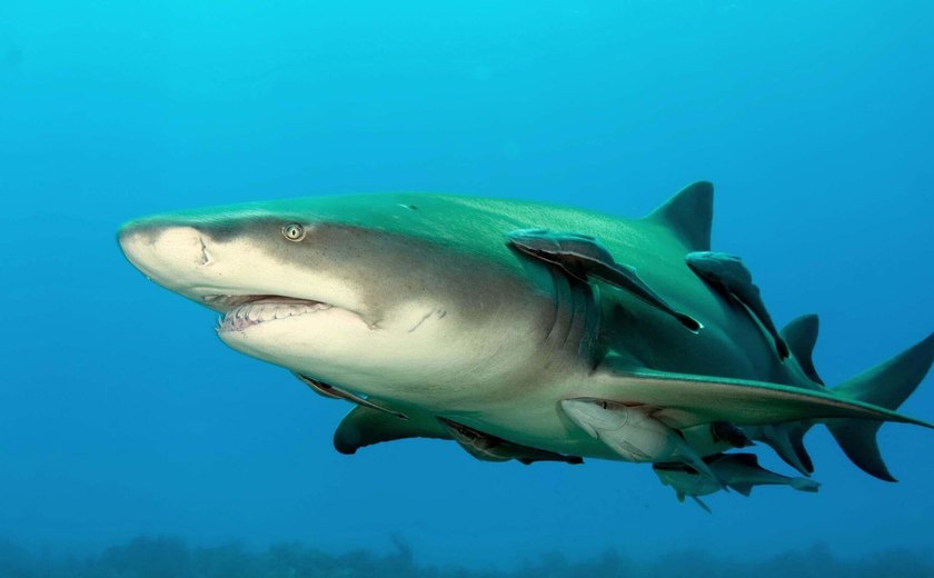 Novo estudo apresenta IMAGEM mais precisa da forma do famoso megalodonte