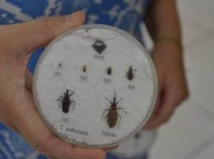 Cidades podem buscar financiamentos para controlar doença de chagas em AL