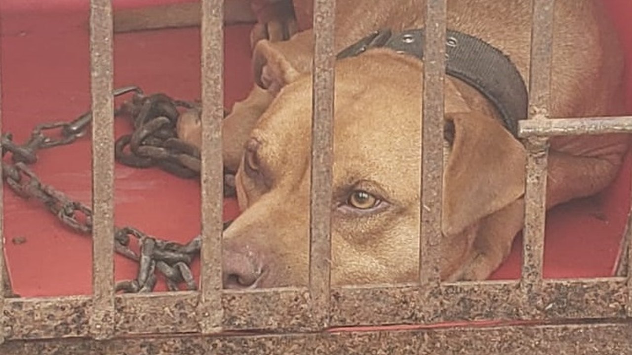 Paraná pode ganhar 1ª delegacia especializada em crimes contra animais
