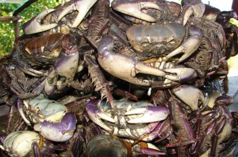 IMA alerta sobre o último intervalo do período de defeso do caranguejo-uçá
