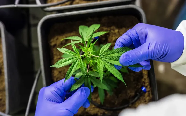 Alagoas regulamenta fornecimento gratuito de medicamentos à base de cannabis pelo SUS