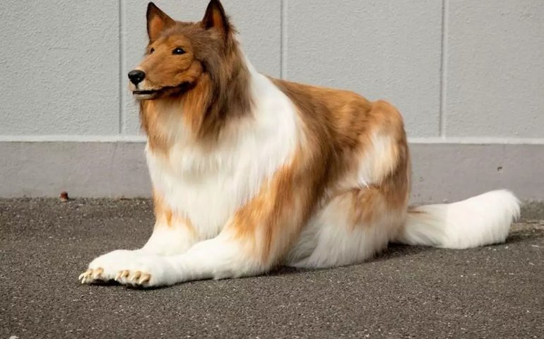 Japonês gasta R$ 75 mil para se &#8216;transformar&#8217; em cachorro da raça collie