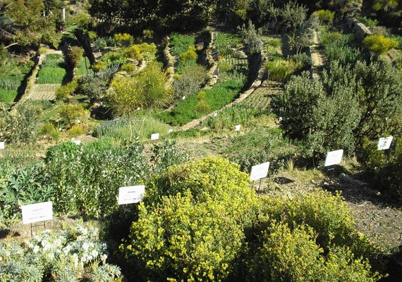 Produtores de APL Fitoterápicos recebem mudas de plantas medicinaisv