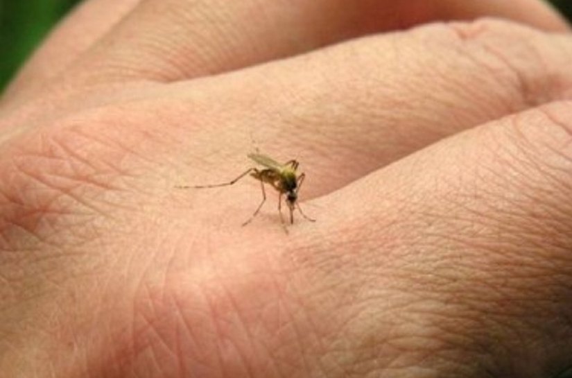 Boletim confirma 393 casos de chikungunya em Maceió