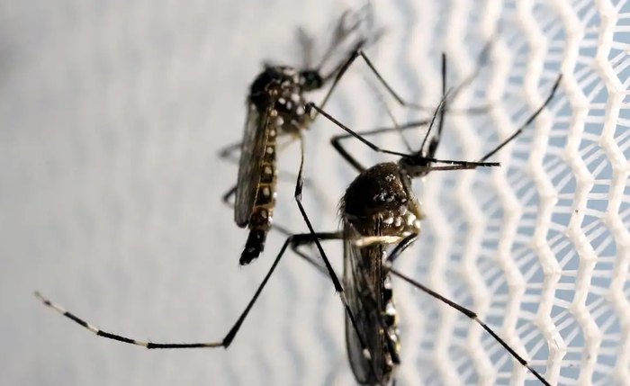 Além da dengue, Maceió enfrenta casos de outras doenças transmitidas pelo Aedes aegypti