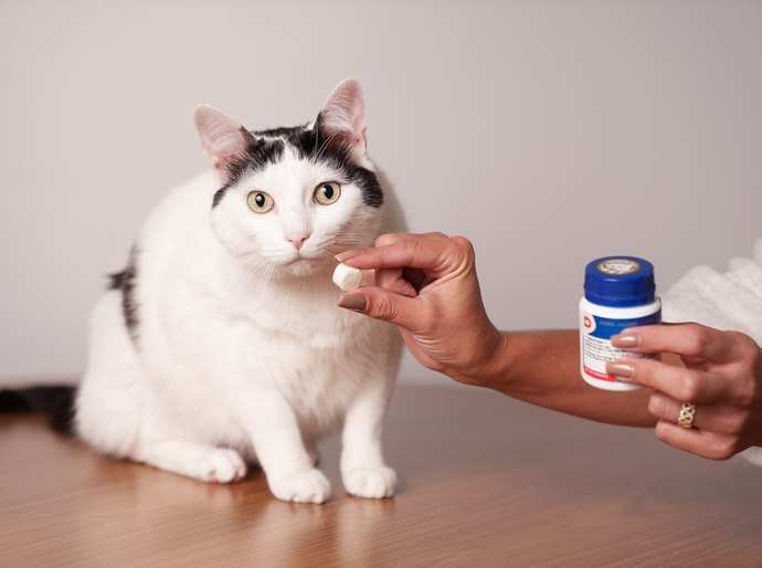 Depressão, estresse e agressividade: como identificar, tratar e prevenir transtornos emocionais em cães e gatos