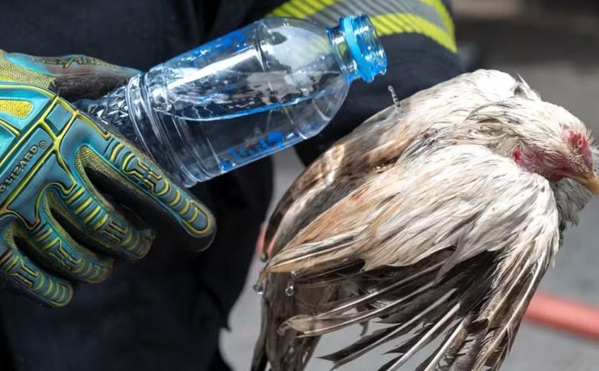 Incêndio em famoso mercado popular da Tailândia mata pelo menos mil animais enjaulados