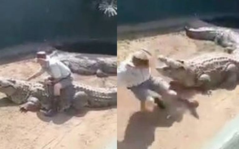 Crocodilo de 4,5 metros quase arranca órgãos genitais de cuidador durante apresentação, na África do Sul; veja vídeo