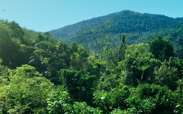 Projeto da Fiocruz vai restaurar, no Rio, área da Mata Atlântica