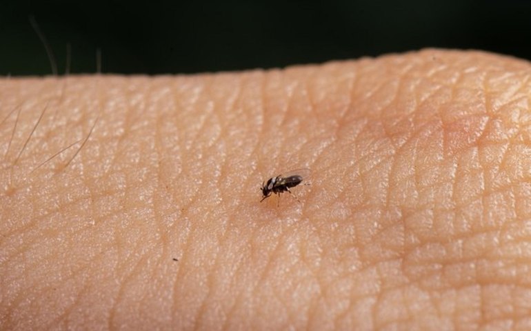 Oropouche: após caso inédito, Hospital Helvio Auto alerta sobre proliferação de vetores