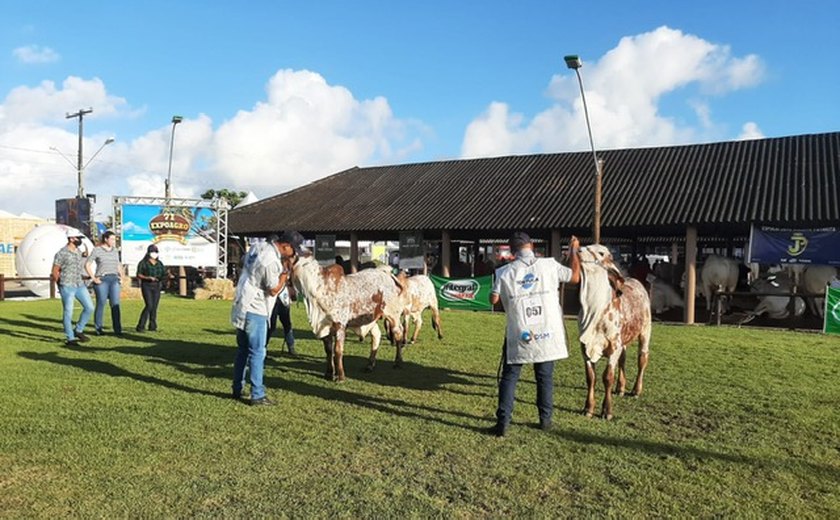 Primeiro dia de julgamentos expõe rebanho de alto nível na Expoagro Alagoas 