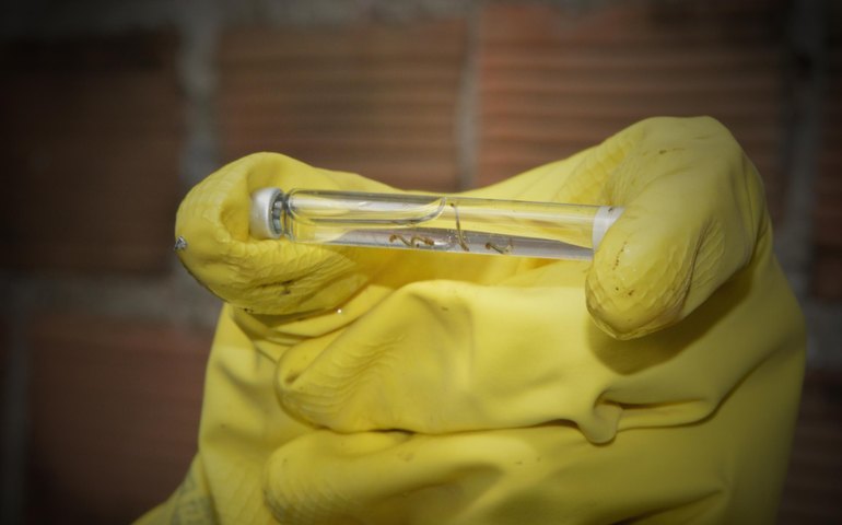 Secretaria de Estado da Saúde lança Plano de Enfrentamento das Arboviroses para 2026