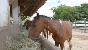 Mais de mil animais de grande porte foram aprendidos em Aracaju no último ano / Foto: Foto: PMA/Divulgação