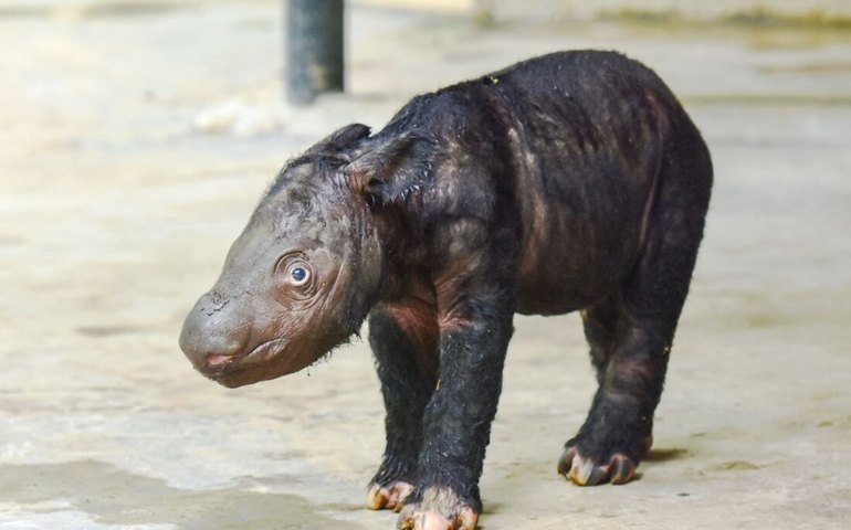 Rinoceronte-de-sumatra: filhote de espécie ameaçada de extinção nasce na Indonésia; veja fotos