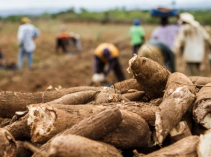 Desenvolve apresenta créditos para produtores de mandioca de Junqueiro