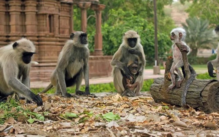 Índia usará 'homens macaco' para espantar primatas de sede de cúpula do G20