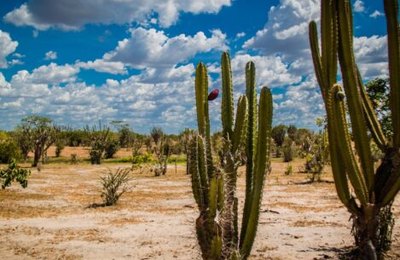 Encontro de Negócios do Sertão Alagoano irá mostrar riqueza do artesanato local  