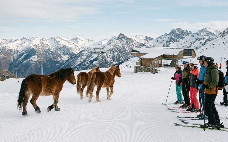 Aparição rara: cavalos livres cruzam área de esqui na Espanha e surpreendem turistas