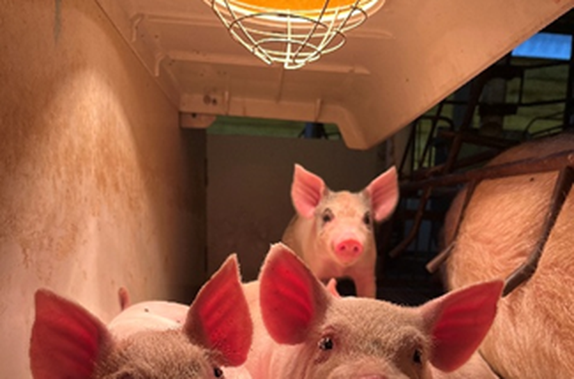 3º Concurso Fotográfico Bacon Lovers abre inscrições e terá iPhone 17 como prêmio