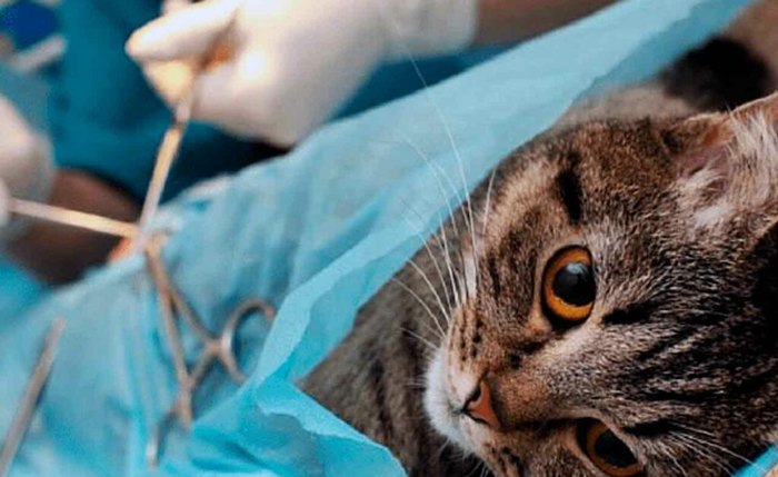 Castração de animais