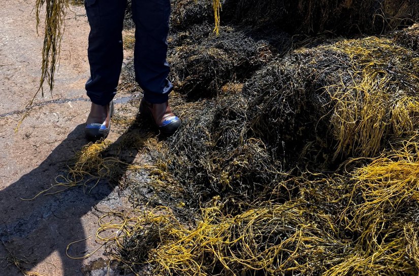 “Biologia a serviço da produtividade”, afirma Sérgio Abud sobre uso de extrato de algas na agricultura