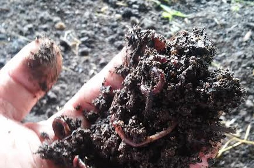 Viçosa: Curso de capacitação em vermicompostagem
