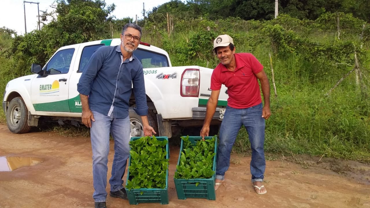 Emater inicia entrega de 200 mudas de maracujá em quatro municípios