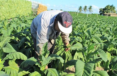 Pesquisa avalia saúde de fumicultores arapiraquenses