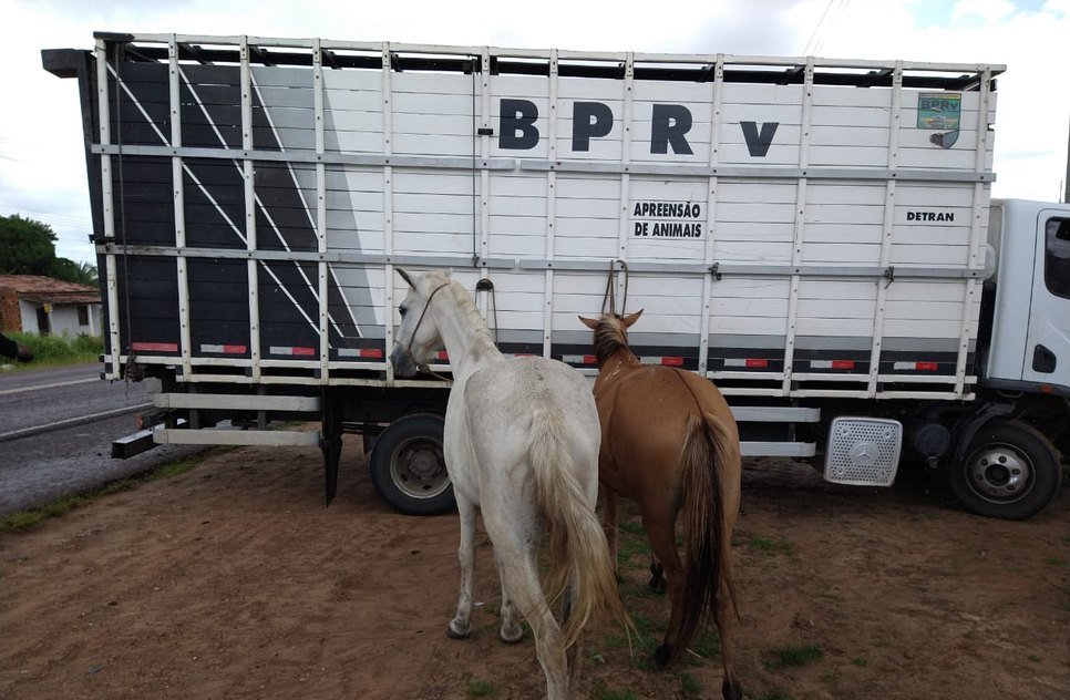 APREENSÃO DE ANIMAIS SOLTOS NAS RODOVIAS / Foto: BPRv