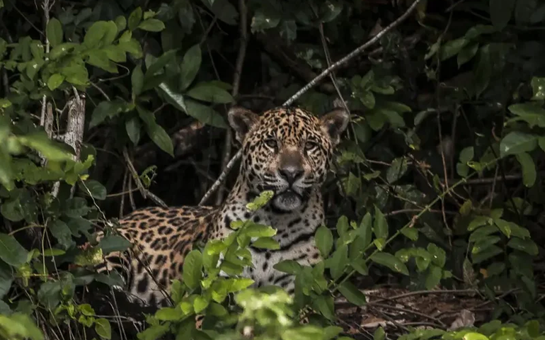 Como é a região onde onça atacou caseiro em Mato Grosso do Sul