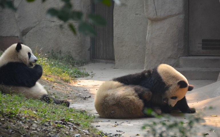 Nova frente do Brasil na China mira comércio, pandas e inovação