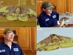 Mariposa no Texas