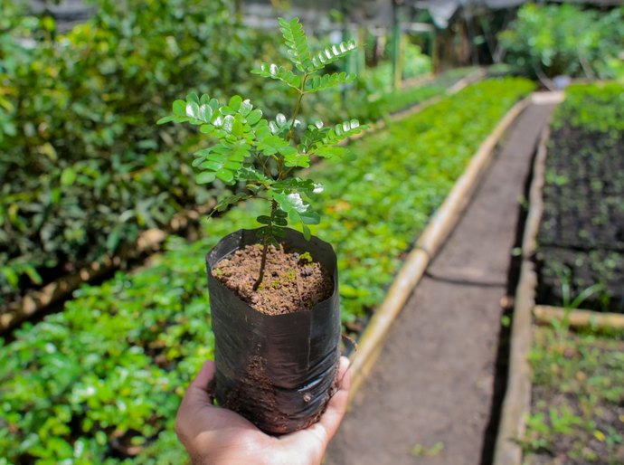 Aqui a gente cuida: Projeto “Disk Mudas” incentiva reflorestamento urbano e já distribuiu mais de 500 mudas em Coruripe