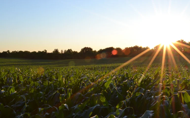 Protetores solares biológicos criam escudo para plantas contra calor e radiação