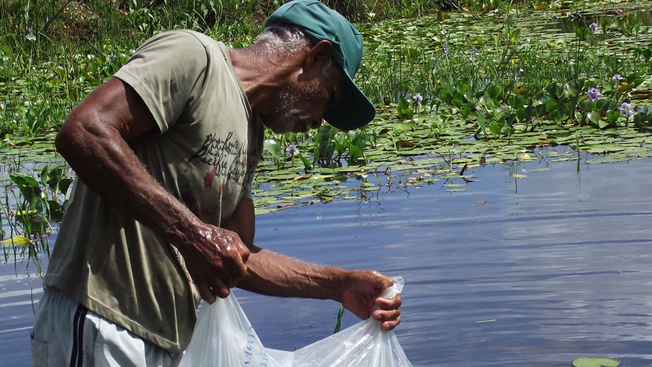 Peixamento da Codevasf reforça policultivo de peixes e culturas agrícolas no Baixo São Francisco alagoano