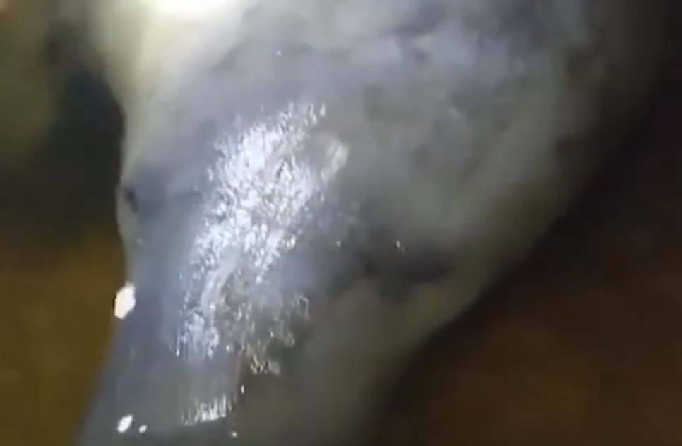Peixe-boi-marinho é encontrado por moradores no Litoral Sul de Sergipe; VÍDEO