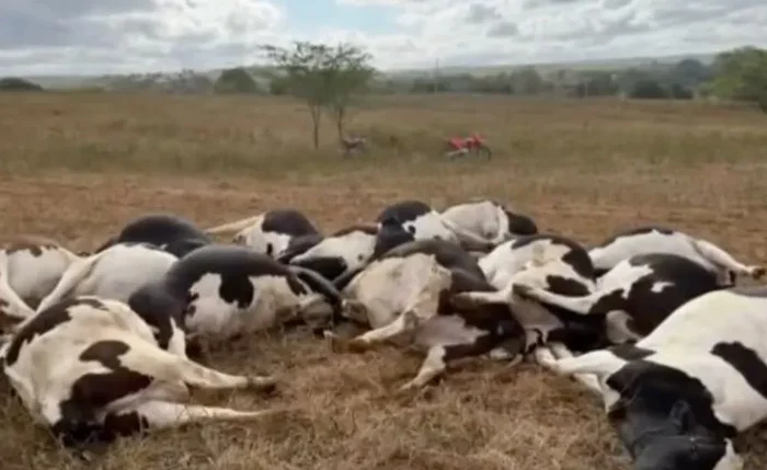 Animais morreram eletrocutados após a queda de fio de alta tensão em fazenda de Batalha Animais morreram eletrocutados após a queda de fio de alta tensão em fazenda de Batalha