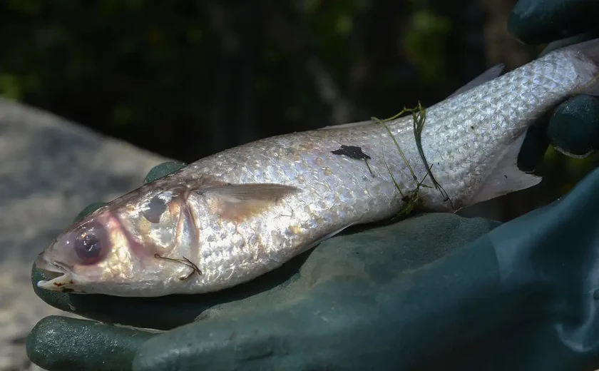 APqC: soltura de peixe no Rio Piracicaba sem estudo prévio pode causar desequilíbrio